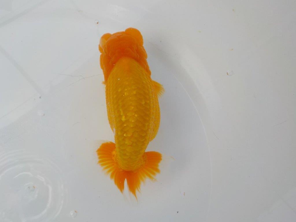 【管理魚　二歳らんちゅう】仕上がりそうな魚です　約１４，５ｃｍ　メス