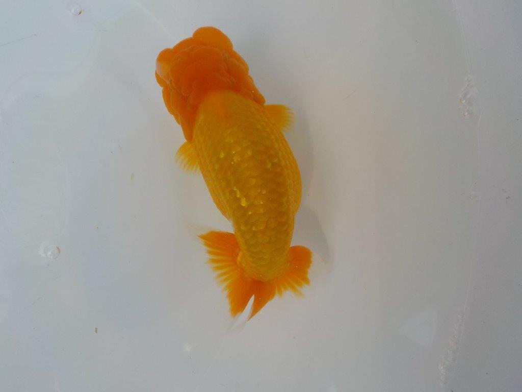 【管理魚　二歳らんちゅう】仕上がりそうな魚です　約１４，５ｃｍ　メス