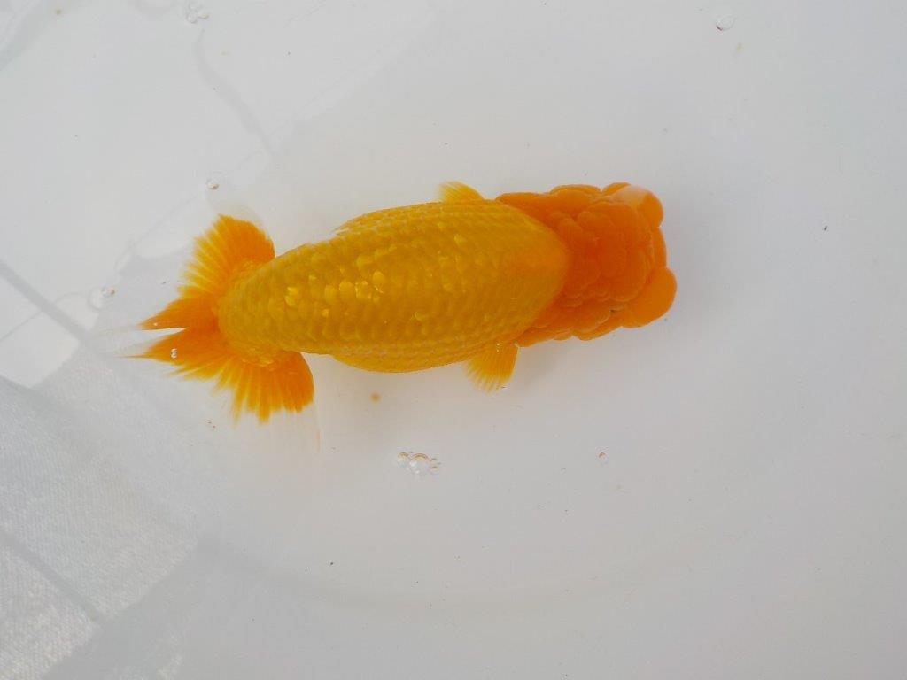 【管理魚　二歳らんちゅう】仕上がりそうな魚です　約１４，５ｃｍ　メス