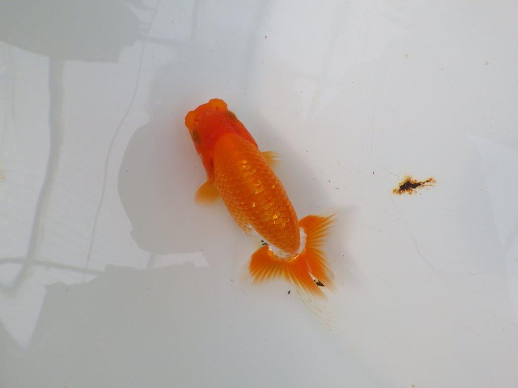 【愛知M 様】魚っぷりが良い一尾！！！当歳らんちゅう  約10㎝