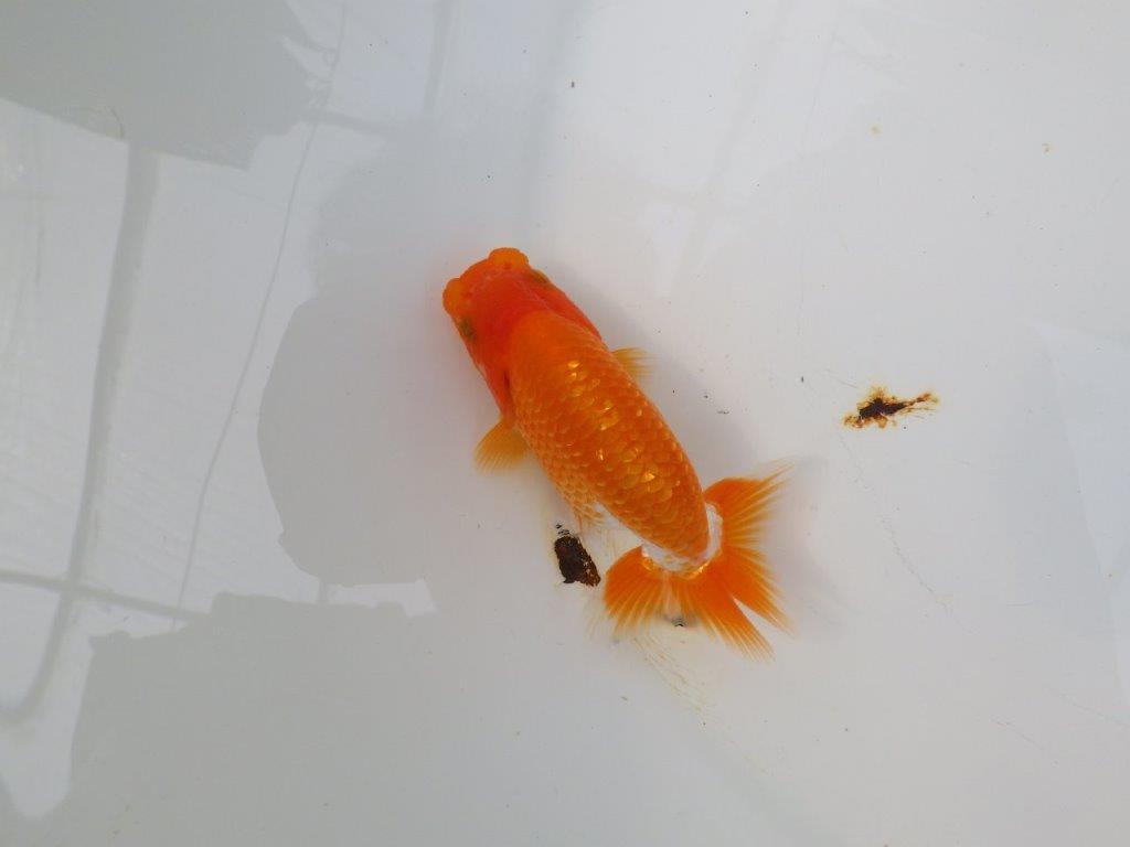 【愛知M 様】魚っぷりが良い一尾！！！当歳らんちゅう  約10㎝