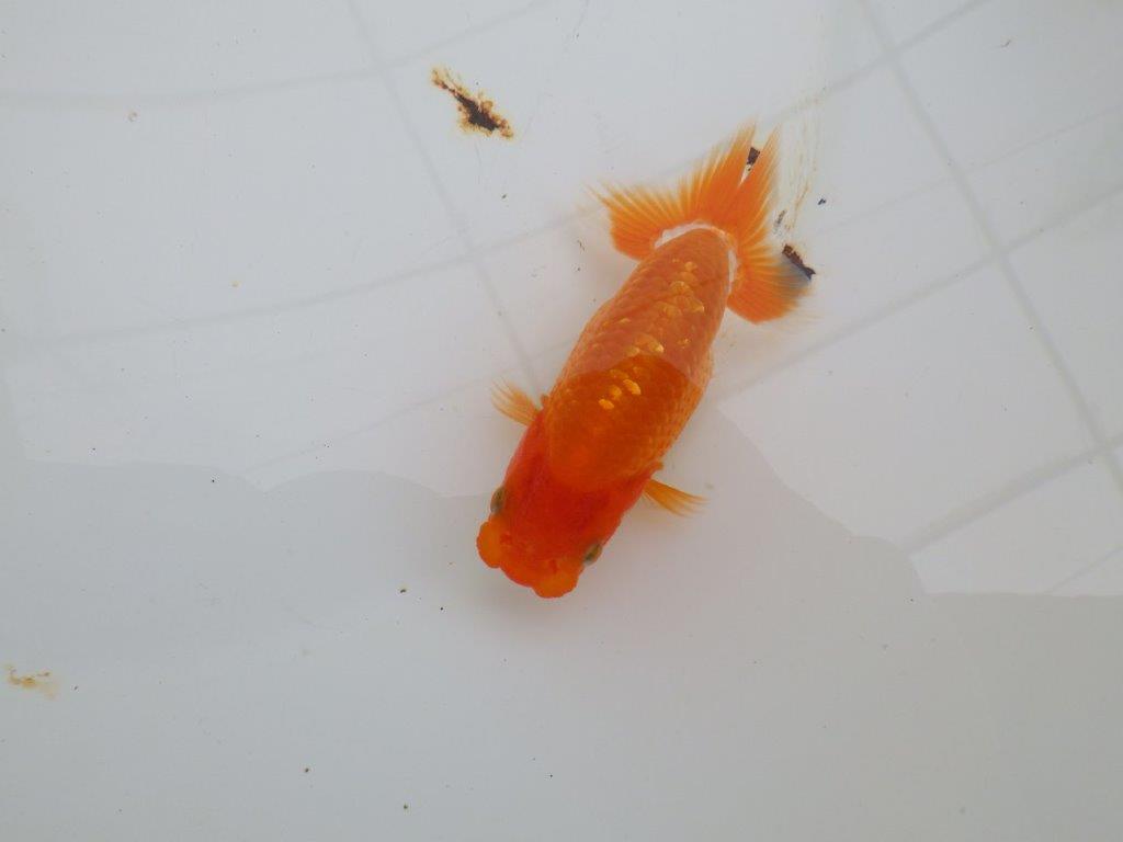 【愛知M 様】魚っぷりが良い一尾！！！当歳らんちゅう  約10㎝の上身