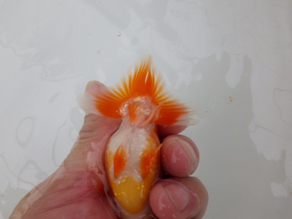 【愛知M 様】魚っぷりが良い一尾！！！当歳らんちゅう  約10㎝