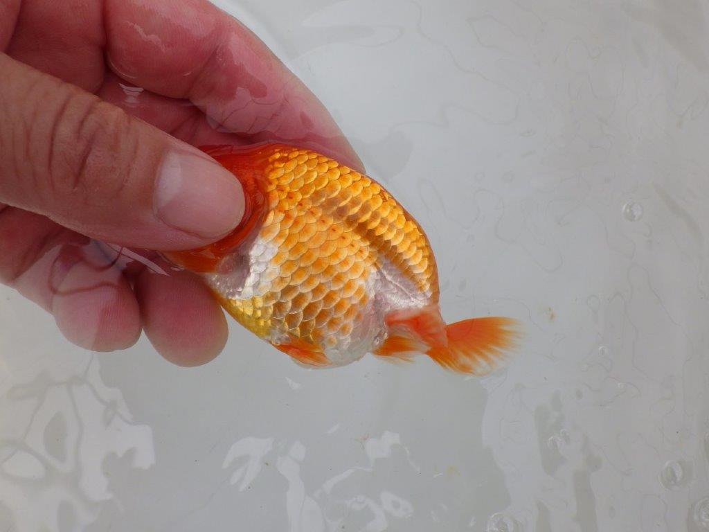 【愛知M 様】魚っぷりが良い一尾！！！当歳らんちゅう  約10㎝