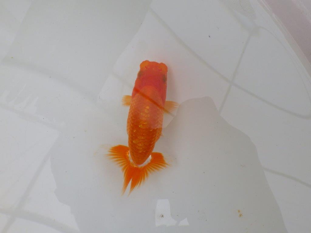 【愛知M 様】魚っぷりが良い一尾！！！当歳らんちゅう  約10㎝
