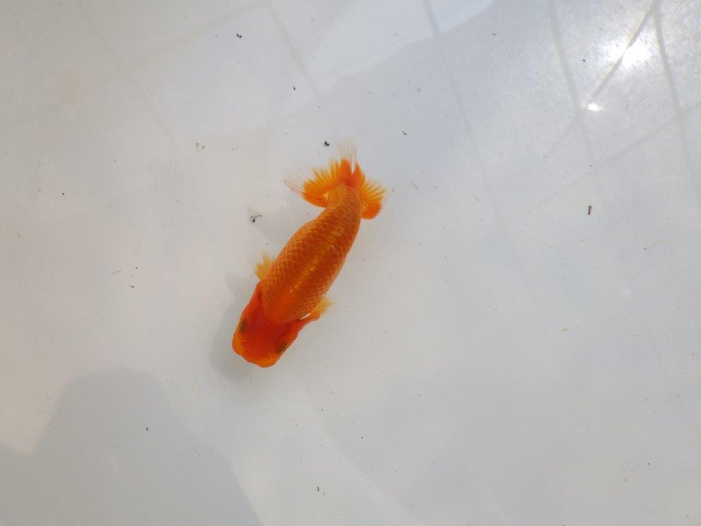 【愛知M 様作当歳らんちゅう 】背が綺麗で横からのご鑑賞が◎　約10㎝　期間限定販売の上身