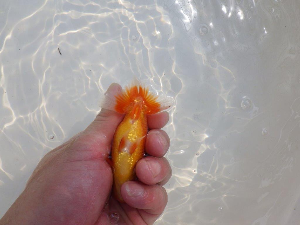 【愛知M 様作当歳らんちゅう 】背が綺麗で横からのご鑑賞が◎　約10㎝　期間限定販売