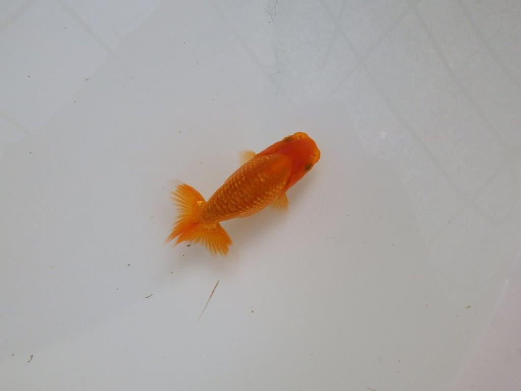 【愛知M 様作当歳らんちゅう 】背が綺麗！水槽飼育などがお勧め！　約9㎝　期間限定販売の上身