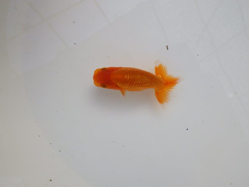 【愛知M 様作当歳らんちゅう 】背が綺麗！水槽飼育などがお勧め！　約9㎝　期間限定販売