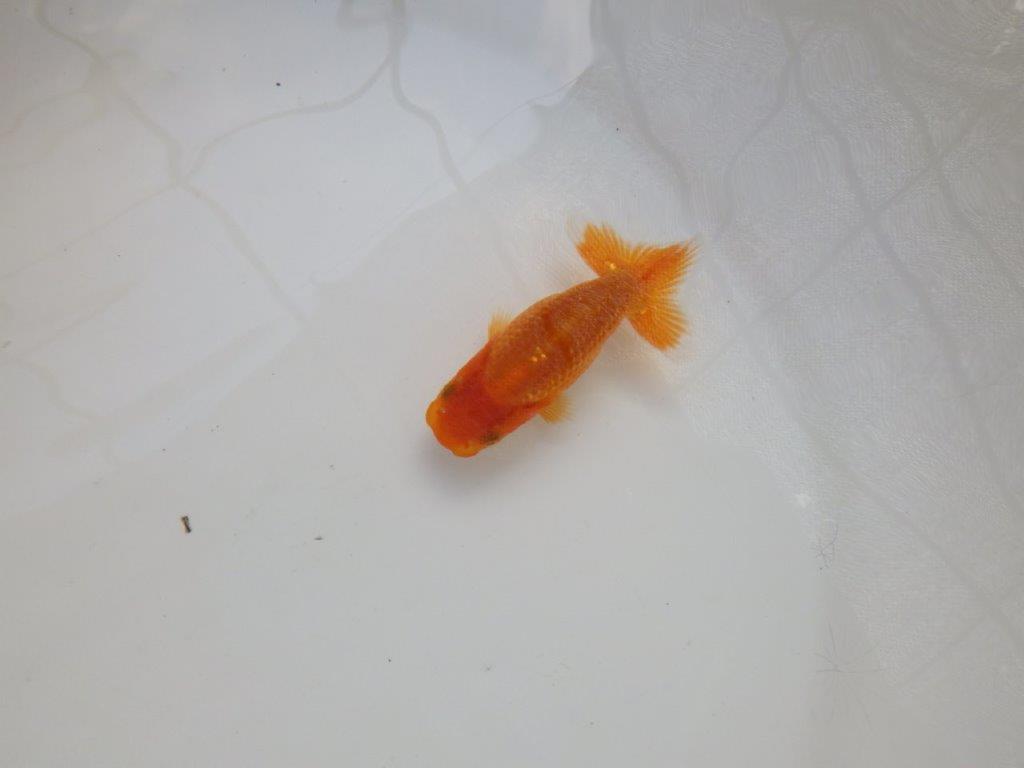 【愛知M 様作当歳らんちゅう 】背が綺麗！水槽飼育などがお勧め！　約9㎝　期間限定販売