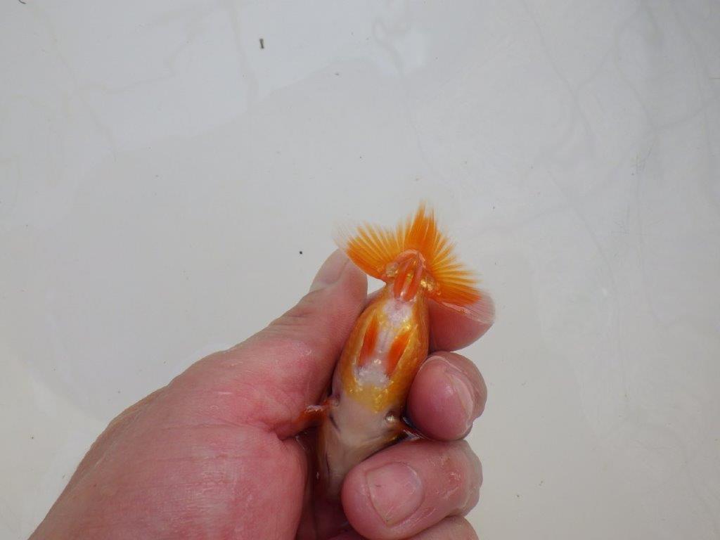 【愛知M 様作当歳らんちゅう 】背が綺麗！水槽飼育などがお勧め！　約9㎝　期間限定販売