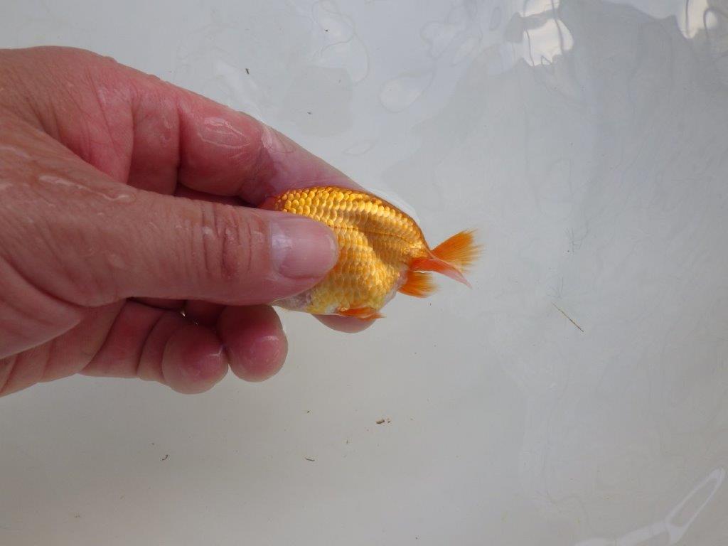 【愛知M 様作当歳らんちゅう 】背が綺麗！水槽飼育などがお勧め！　約9㎝　期間限定販売