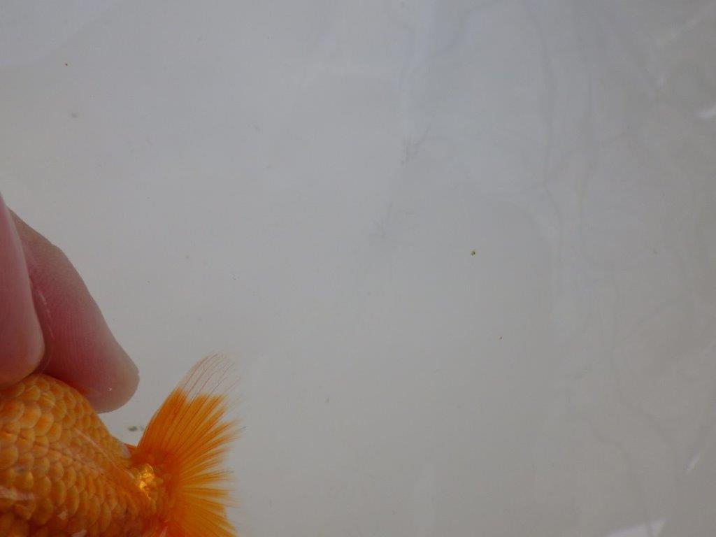 【愛知M 様作当歳らんちゅう 】背が綺麗！水槽飼育などがお勧め！　約9㎝　期間限定販売