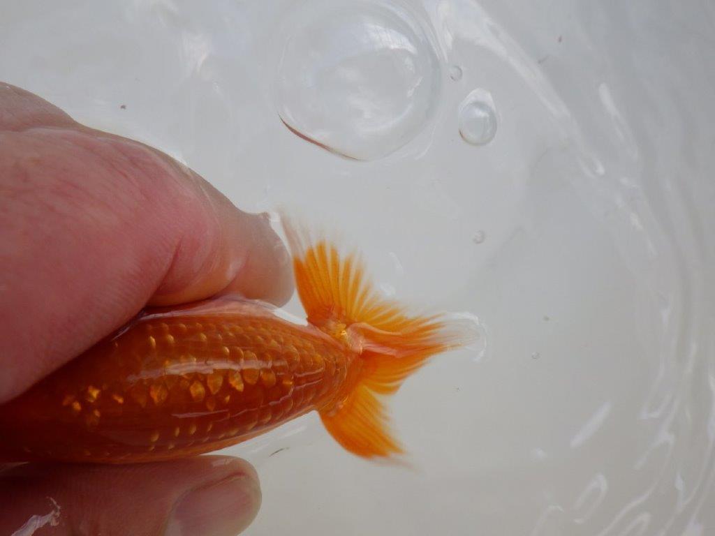 【愛知M 様作当歳らんちゅう 】背が綺麗！水槽飼育などがお勧め！　約9㎝　期間限定販売
