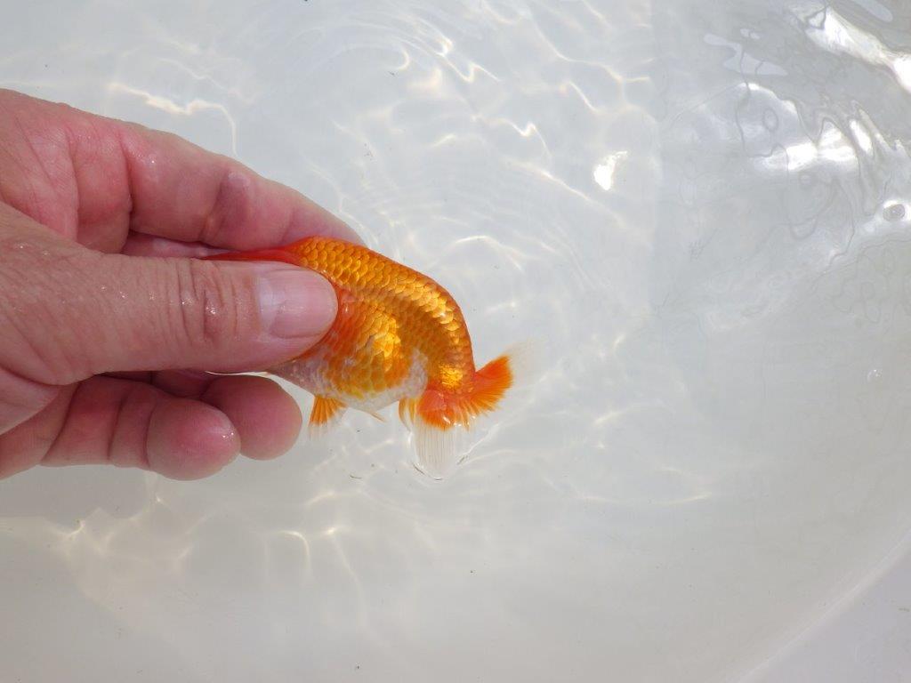 【愛知M 様作当歳らんちゅう 】素晴らしい雰囲気のフンタン　約9,5㎝　期間限定販売