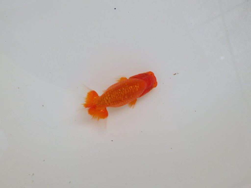 【愛知M 様作当歳らんちゅう 】水槽映え！背が綺麗　約9㎝　期間限定販売