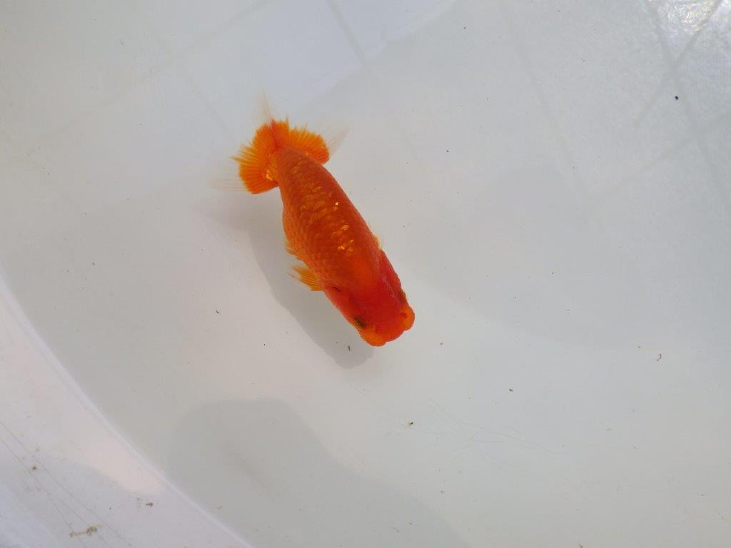 【愛知M 様作当歳らんちゅう 】水槽映え！背が綺麗　約9㎝　期間限定販売の上身