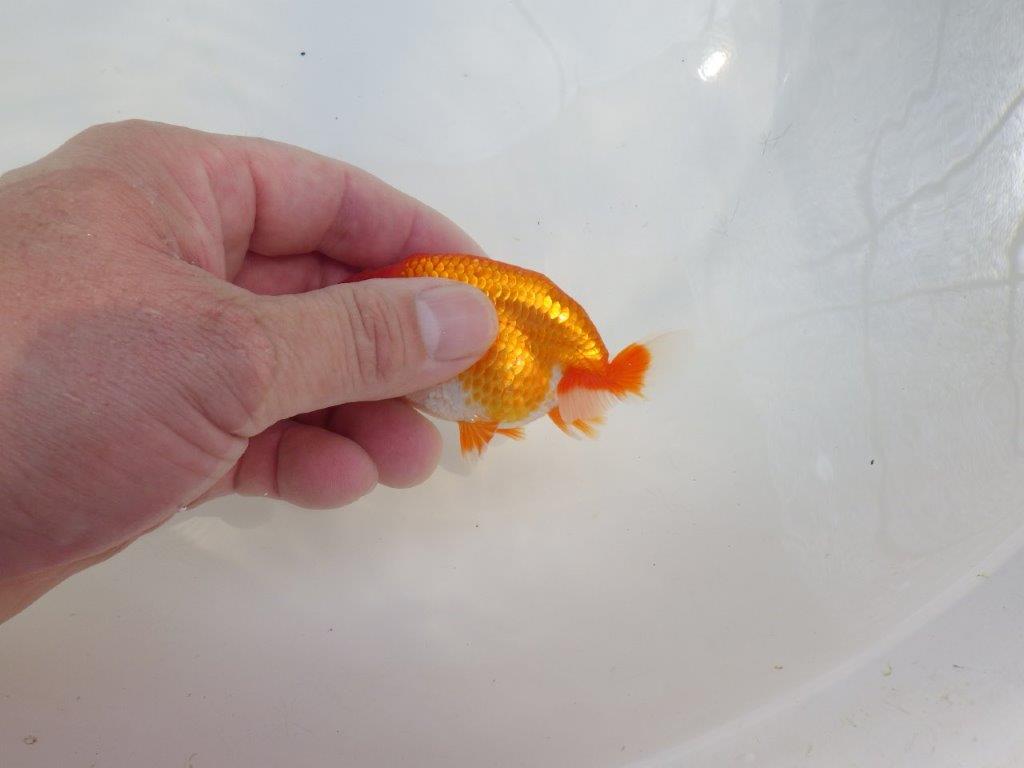 【愛知M 様作当歳らんちゅう 】水槽映え！背が綺麗　約9㎝　期間限定販売