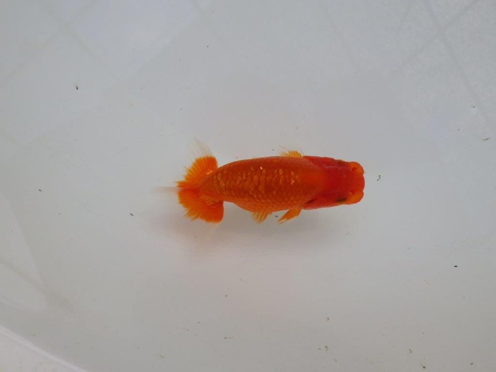 【愛知M 様作当歳らんちゅう 】水槽映え！背が綺麗　約9㎝　期間限定販売