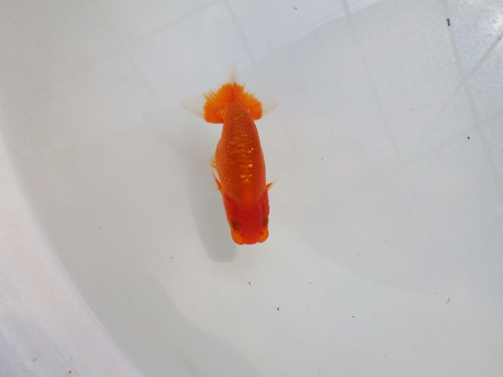 【愛知M 様作当歳らんちゅう 】水槽映え！背が綺麗　約9㎝　期間限定販売