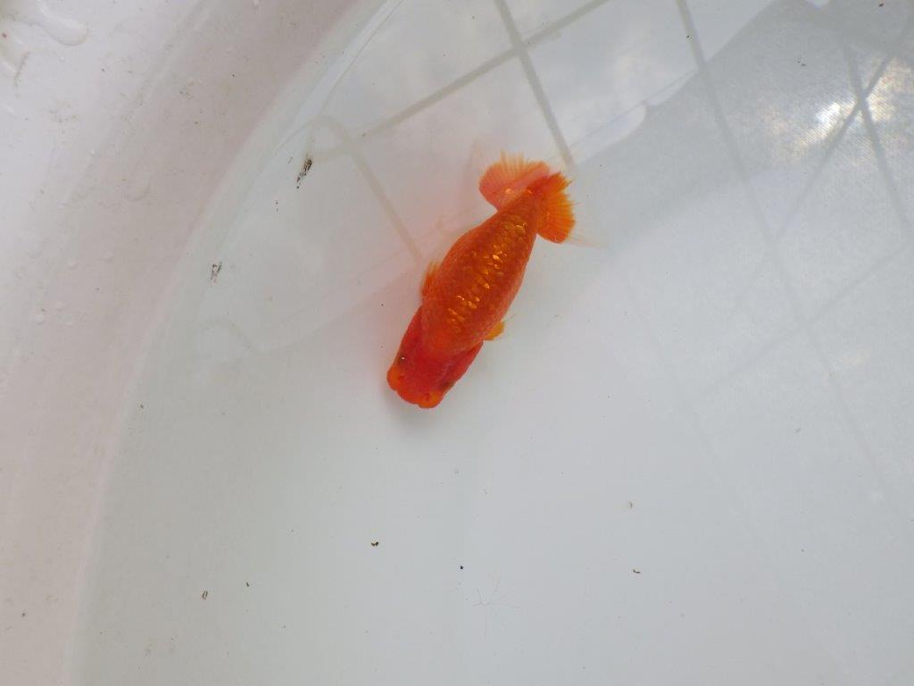【愛知M 様作当歳らんちゅう 】水槽映え！背が綺麗　約9㎝　期間限定販売
