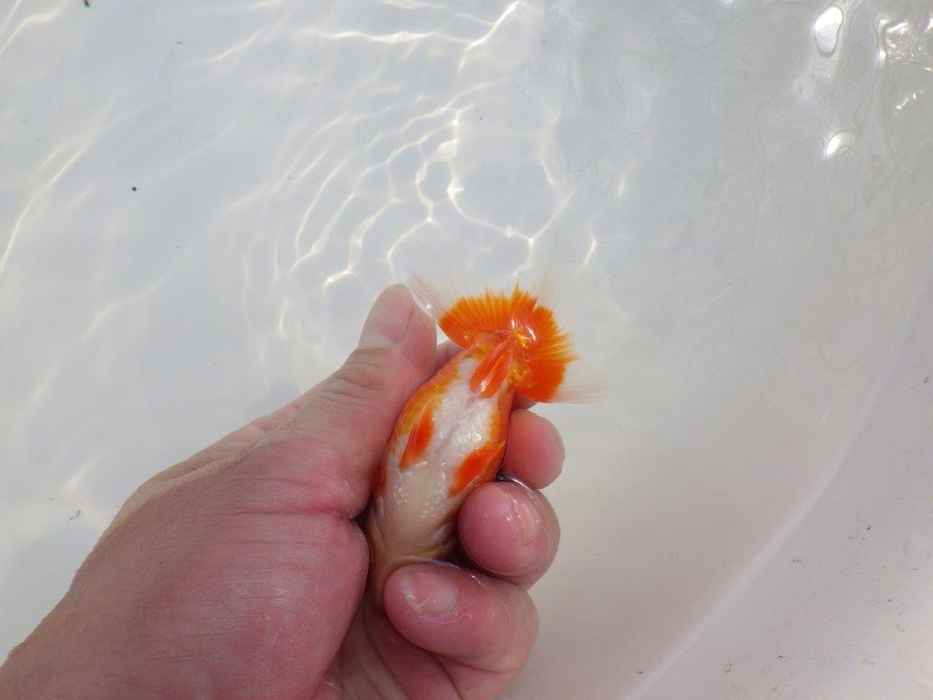 【愛知M 様作当歳らんちゅう 】水槽映え！背が綺麗　約9㎝　期間限定販売