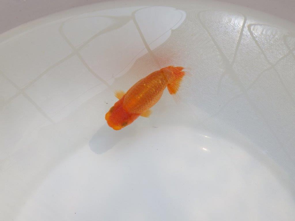 【愛知M 様作当歳らんちゅう 】幅があり雰囲気のある魚　約9㎝　期間限定販売