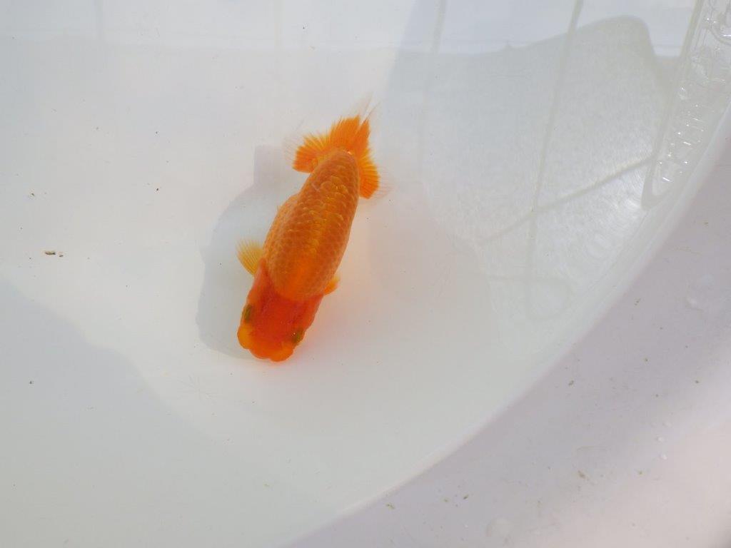 【愛知M 様作当歳らんちゅう 】幅があり雰囲気のある魚　約9㎝　期間限定販売の上身
