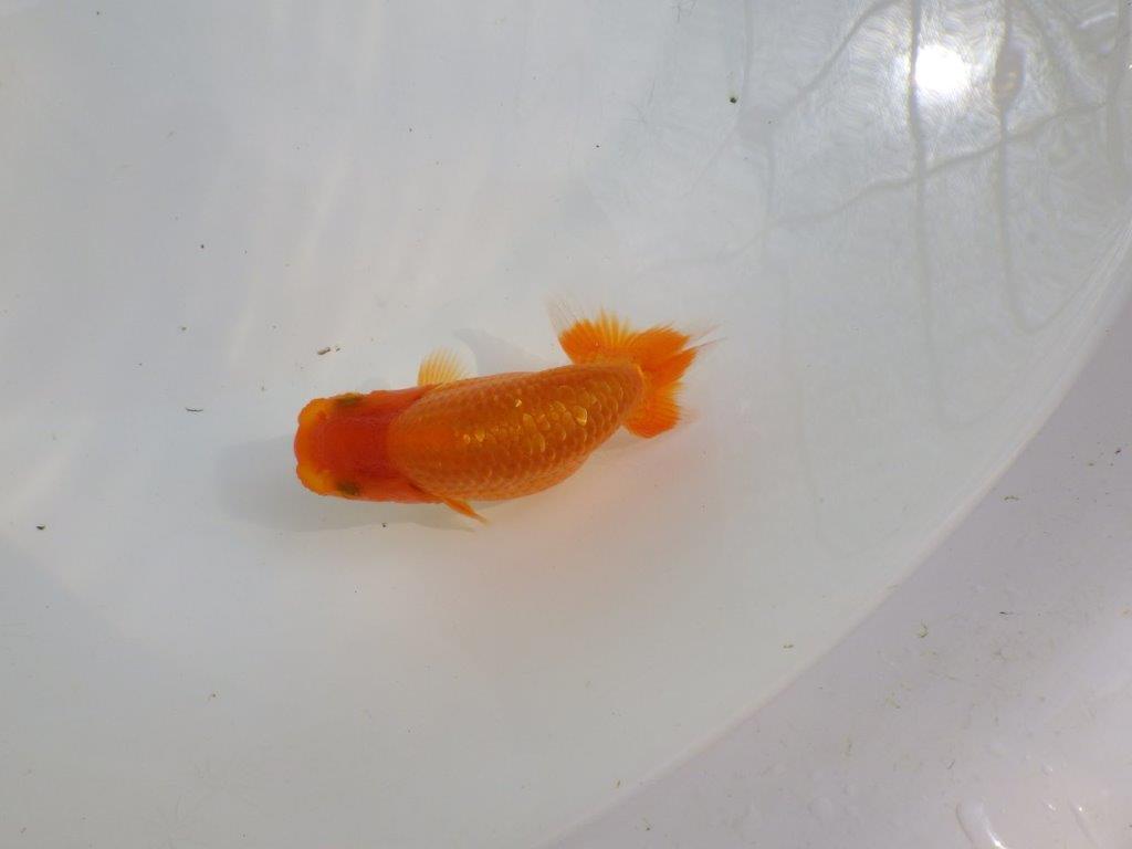 【愛知M 様作当歳らんちゅう 】幅があり雰囲気のある魚　約9㎝　期間限定販売