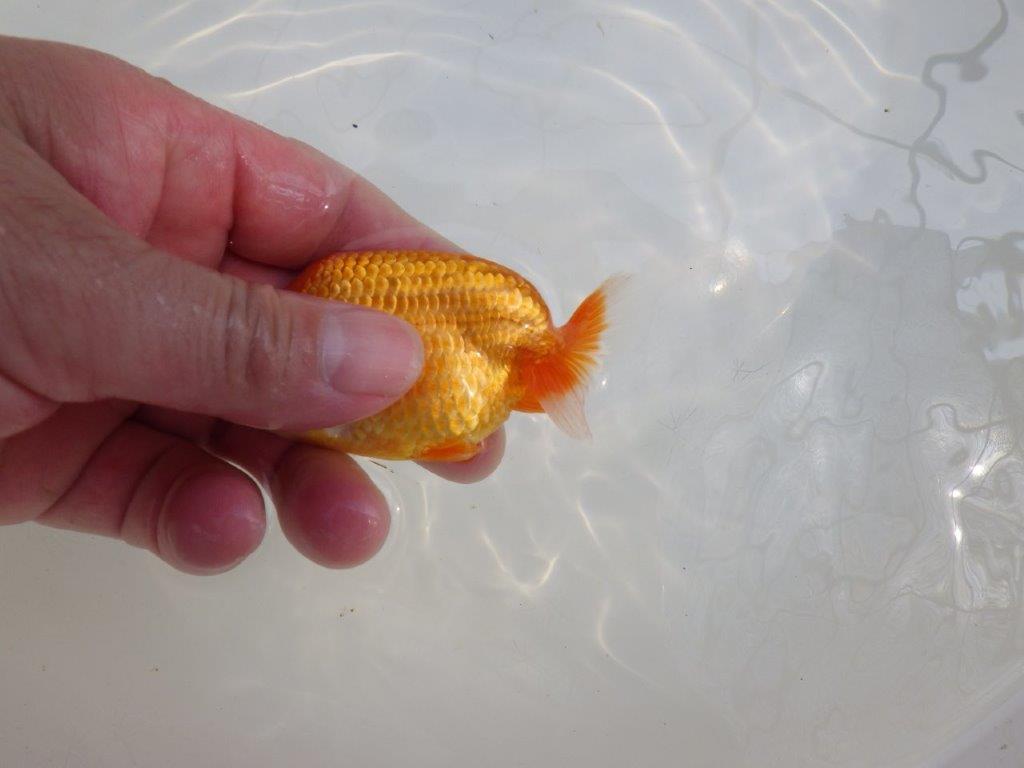 【愛知M 様作当歳らんちゅう 】幅があり雰囲気のある魚　約9㎝　期間限定販売