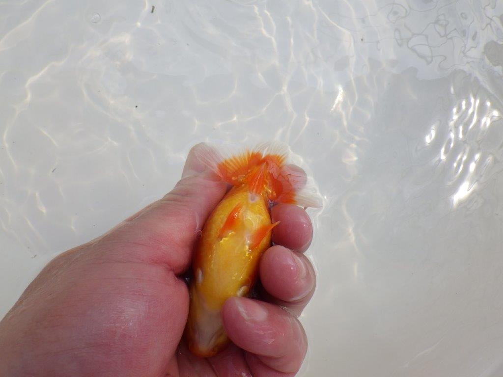 【愛知M 様作当歳らんちゅう 】幅があり雰囲気のある魚　約9㎝　期間限定販売