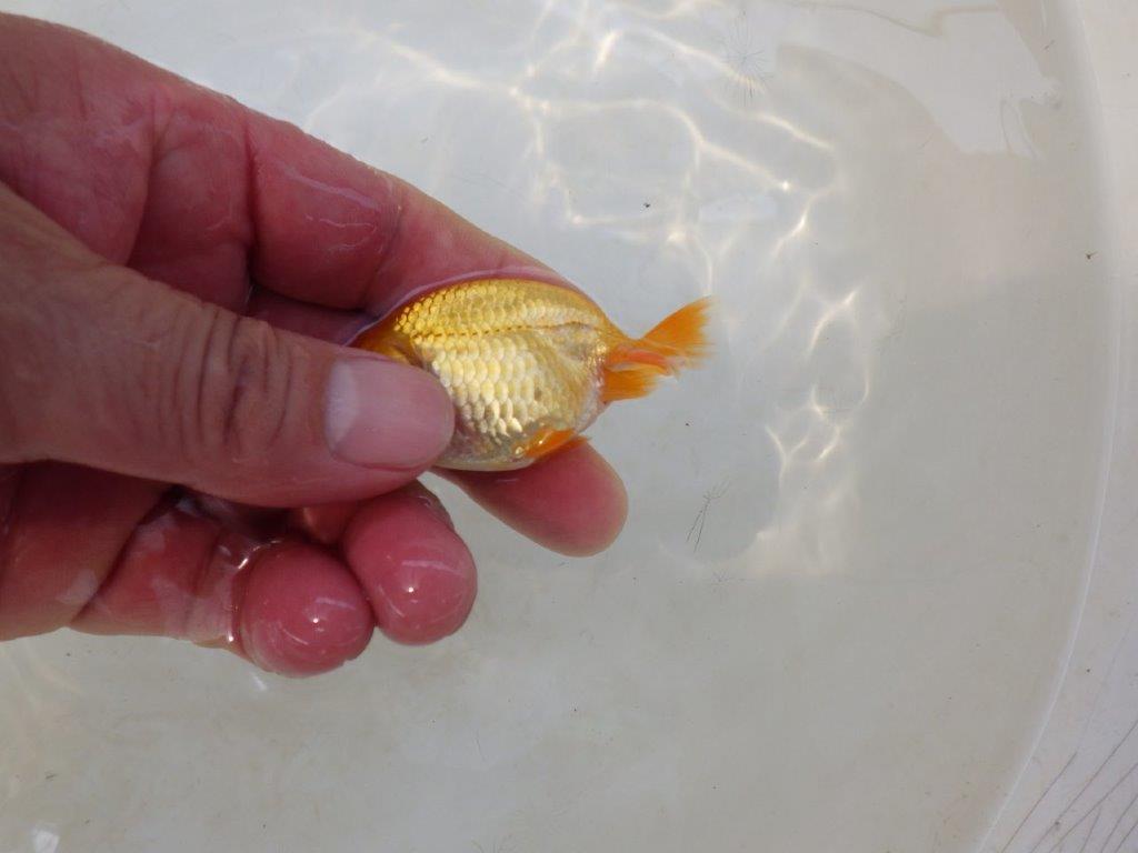 【日らん優等賞獲得ブリーダー】前がかりの効いた粋な尾型 当歳らんちゅう約~6,5㎝