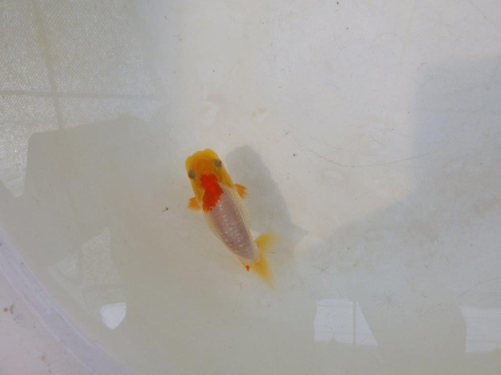 【日らん優等賞獲得ブリーダー】背中のラインが綺麗で水槽映え当歳らんちゅう約~9,5㎝
