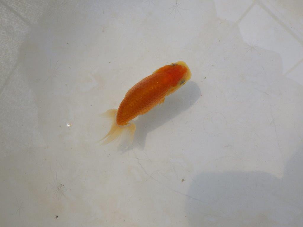 【日らん優等賞獲得ブリーダー】背・腰のラインが綺麗な当歳らんちゅう約~9㎝