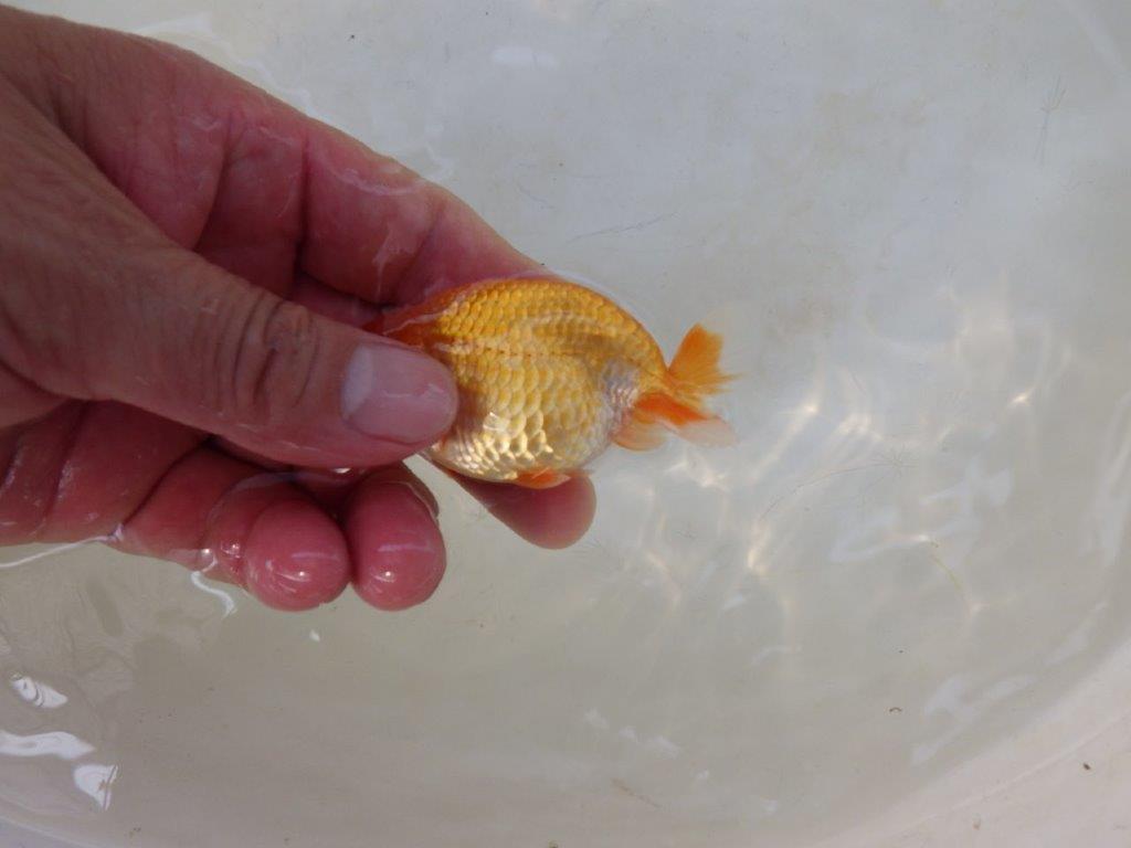 【日らん優等賞獲得ブリーダー】美しい小豆更紗系の当歳らんちゅう約~8㎝
