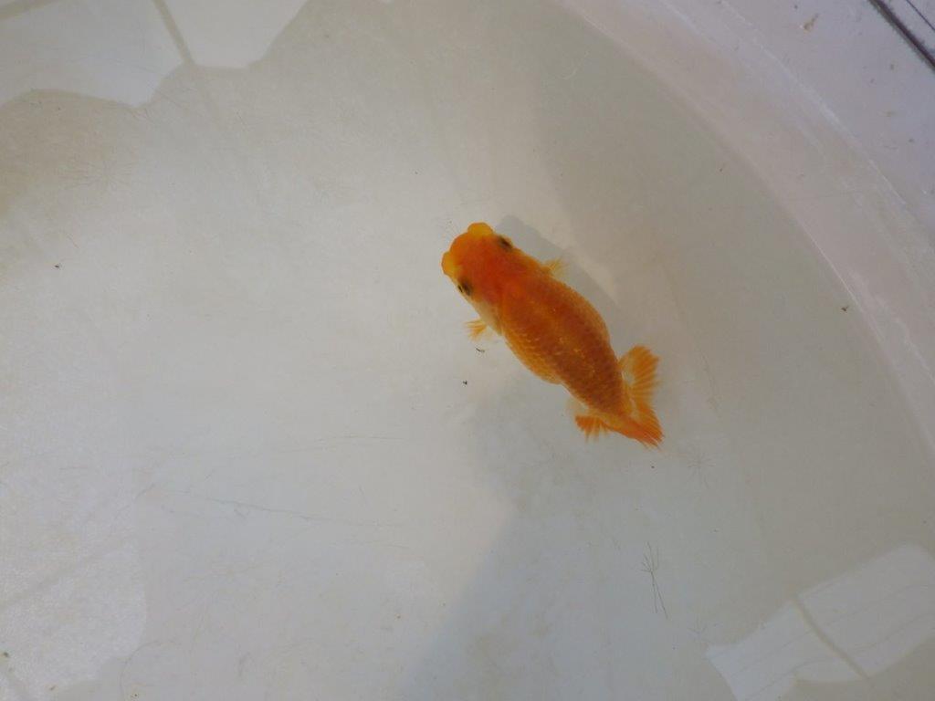 【日らん優等賞獲得ブリーダー】非常に綺麗な柄の当歳らんちゅう約~8,5㎝