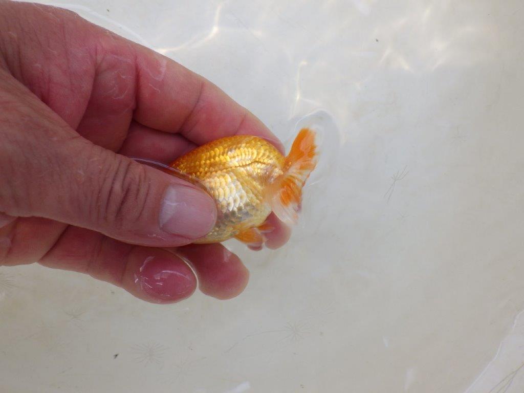 【日らん優等賞獲得ブリーダー】非常に綺麗な柄の当歳らんちゅう約~8,5㎝