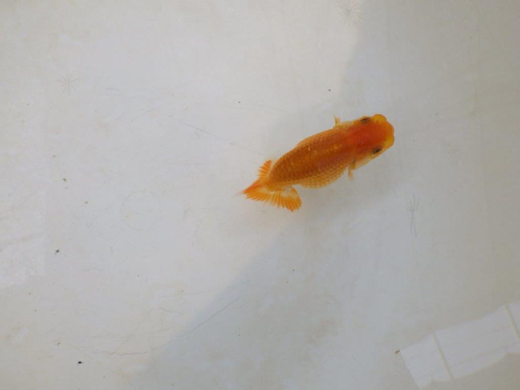 【日らん優等賞獲得ブリーダー】非常に綺麗な柄の当歳らんちゅう約~8,5㎝