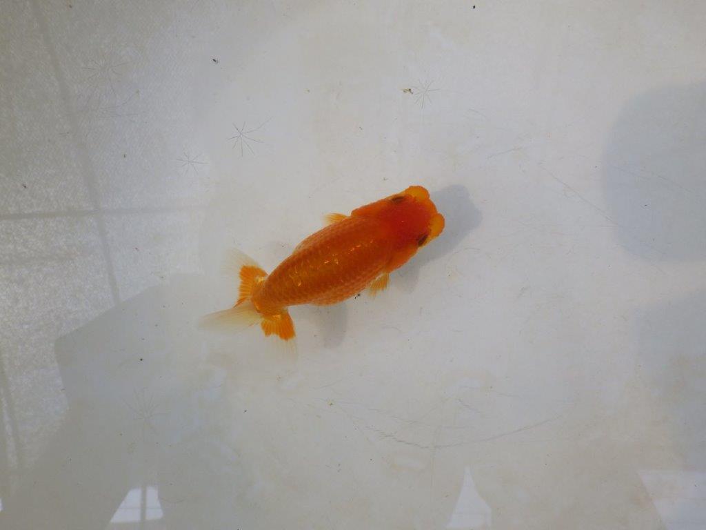 【日らん優等賞獲得ブリーダー】頭の雰囲気がとても良い当歳らんちゅう約~9,5㎝