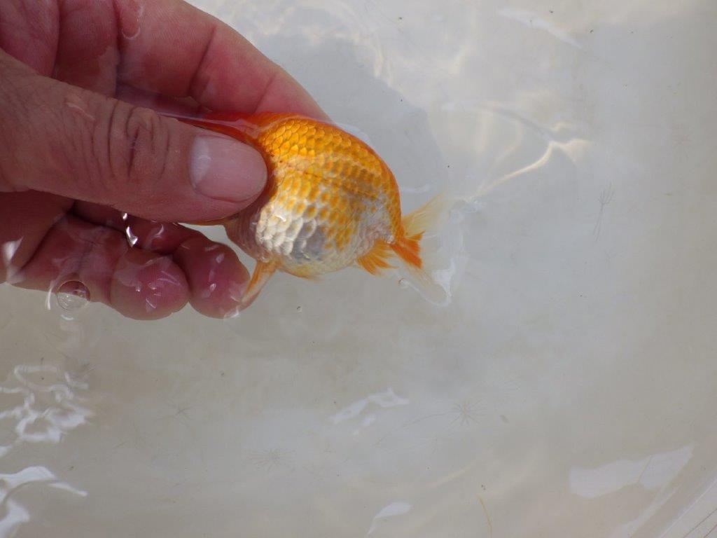 【日らん優等賞獲得ブリーダー】頭の雰囲気がとても良い当歳らんちゅう約~9,5㎝