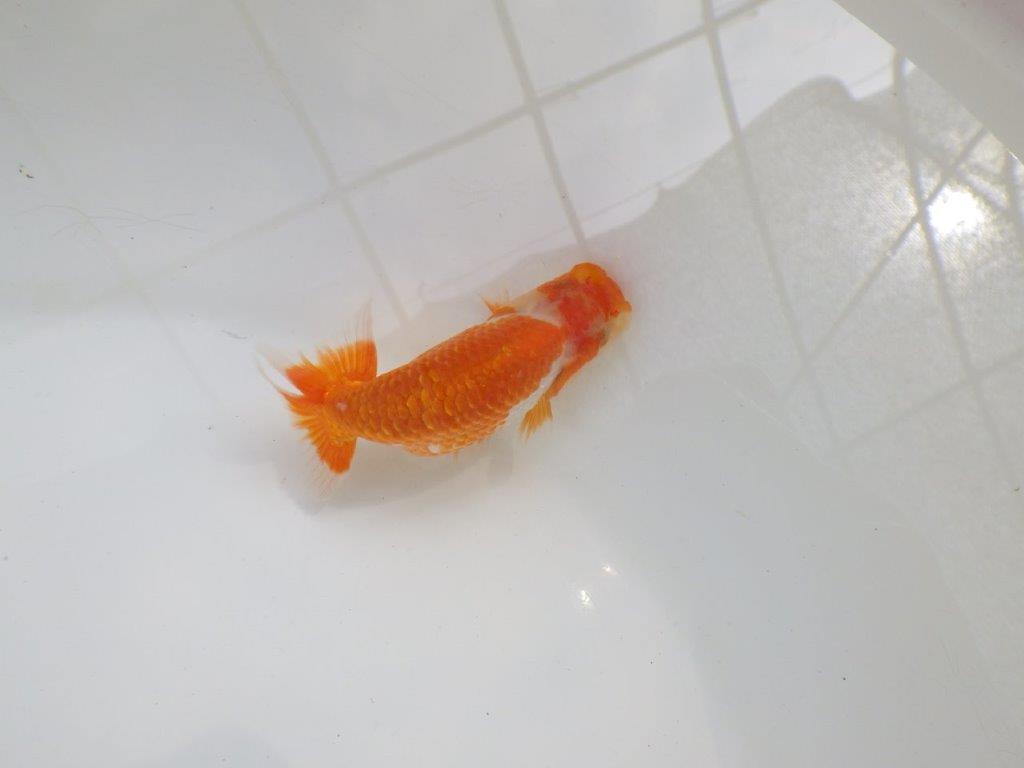 【愛知M 様作当歳らんちゅう 】魅力のある魚　約9,5㎝　期間限定販売