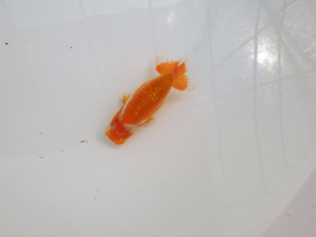 【愛知M 様作当歳らんちゅう 】魅力のある魚　約9,5㎝　期間限定販売の上身