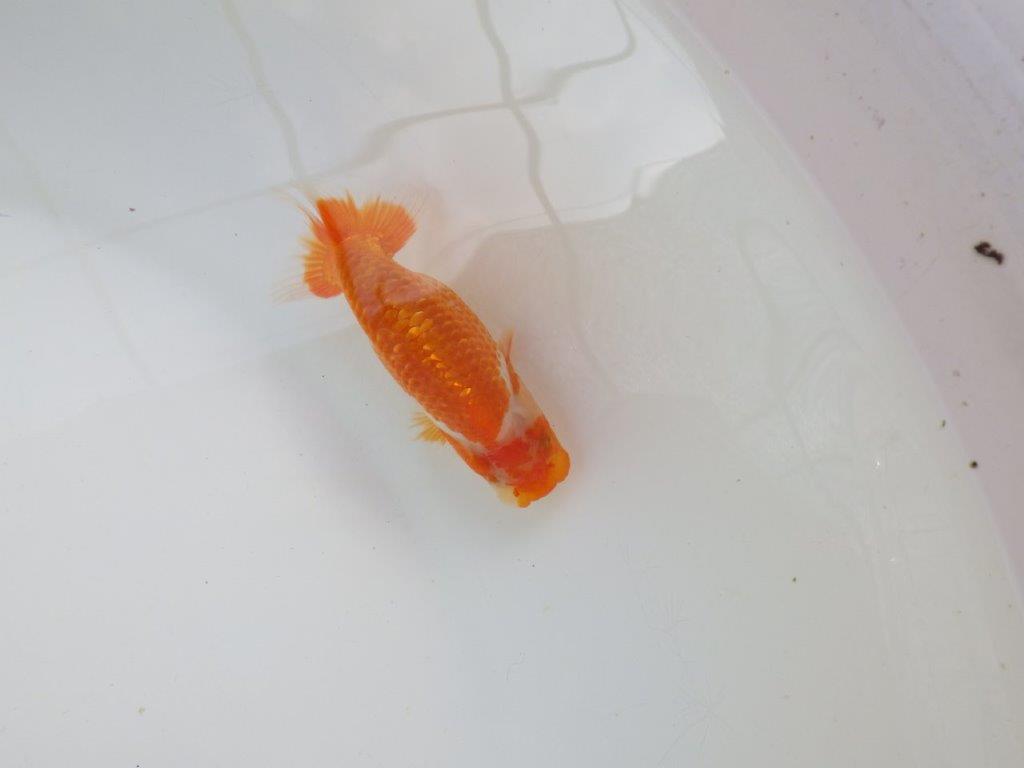 【愛知M 様作当歳らんちゅう 】魅力のある魚　約9,5㎝　期間限定販売
