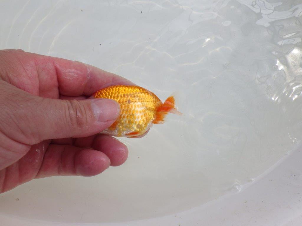 【愛知M 様作当歳らんちゅう 】魅力のある魚　約9,5㎝　期間限定販売