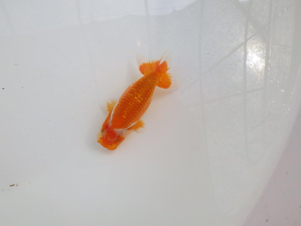 【愛知M 様作当歳らんちゅう 】魅力のある魚　約9,5㎝　期間限定販売