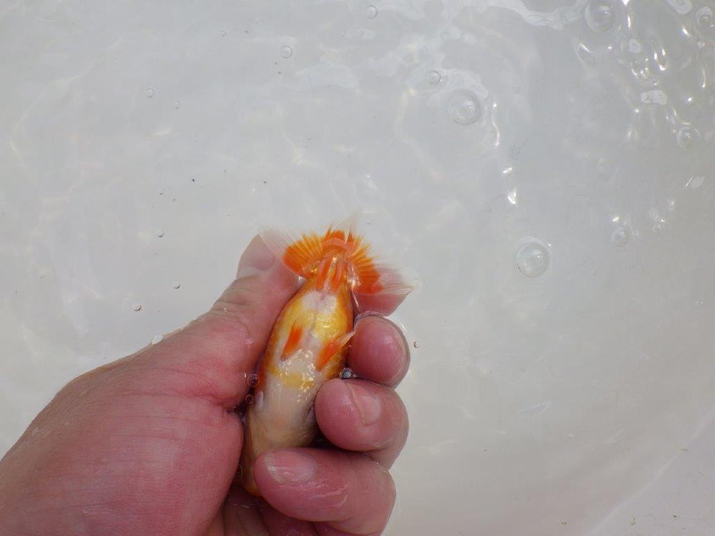 【愛知M 様作当歳らんちゅう 】魅力のある魚　約9,5㎝　期間限定販売