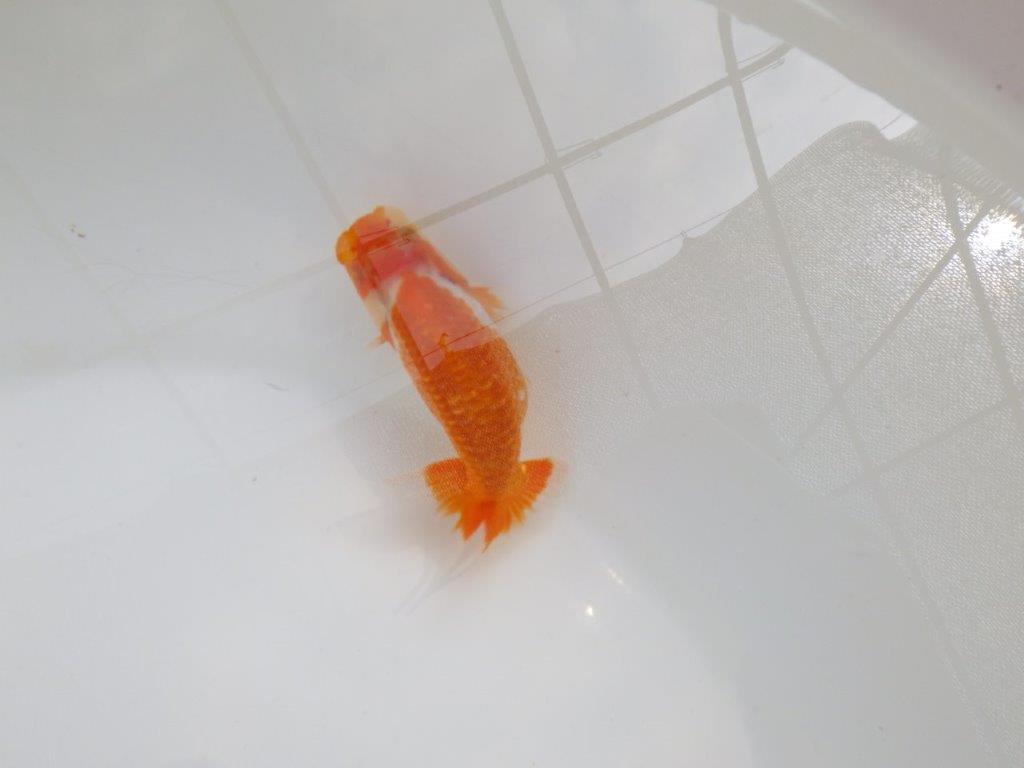 【愛知M 様作当歳らんちゅう 】魅力のある魚　約9,5㎝　期間限定販売