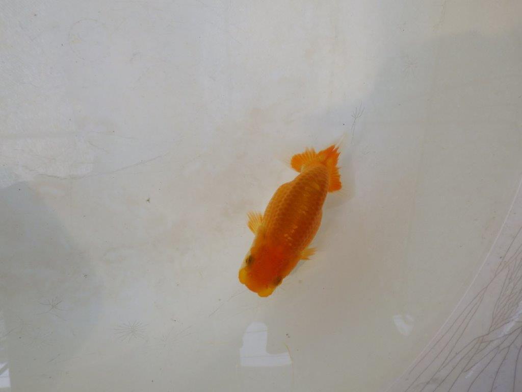 【日らん優等賞獲得ブリーダー】丸みを帯びた背のライン！当歳らんちゅう約~10㎝の上身