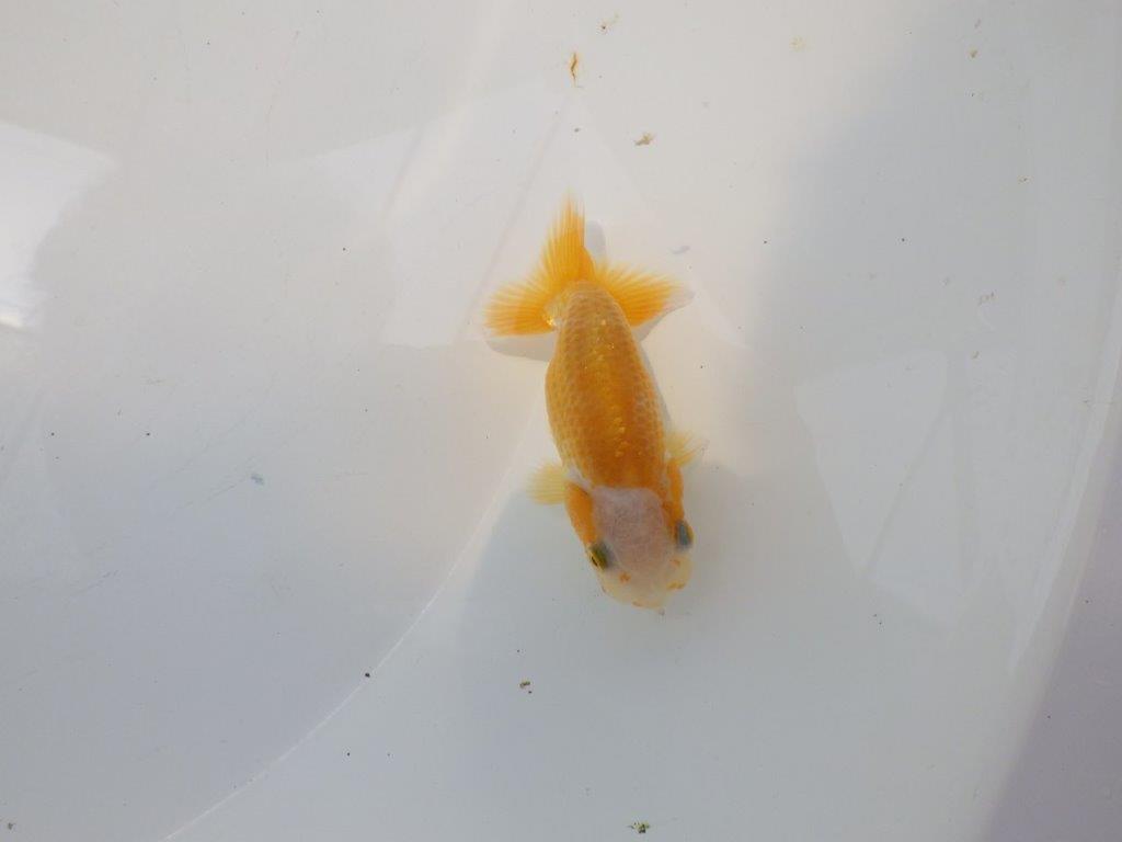 【愛知超優良系統 】非常に綺麗な柄の可愛い更紗　当歳らんちゅう約8cm