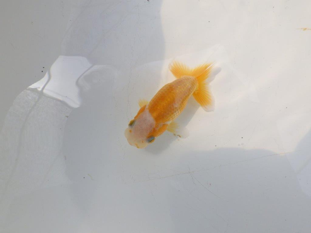 【愛知超優良系統 】非常に綺麗な柄の可愛い更紗　当歳らんちゅう約8cm
